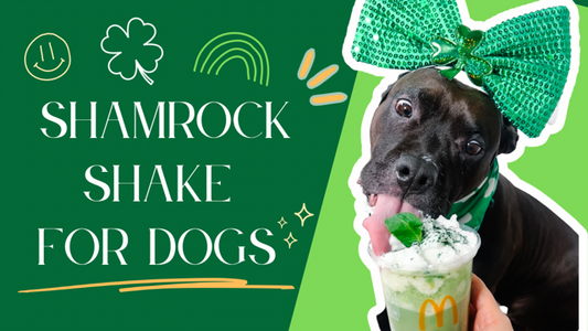 How To Make Healthy Shamrock Shakes For Dogs | St. Patrick's Day Homemade DIY Dog Treats
