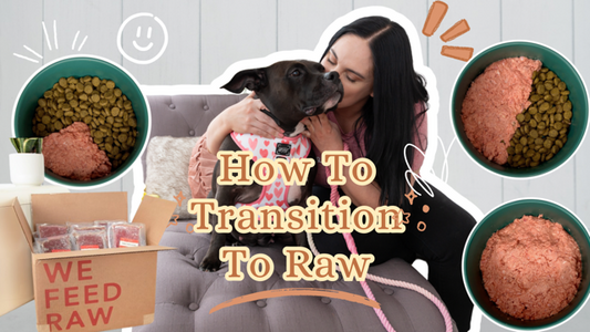 How To Start Feeding Your Dog Raw Food