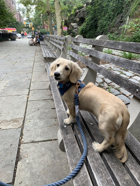 Nautical - Modern Dog Rope Leash
