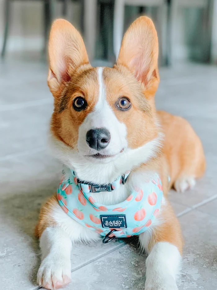 Peach Please - Modern Dog Collar