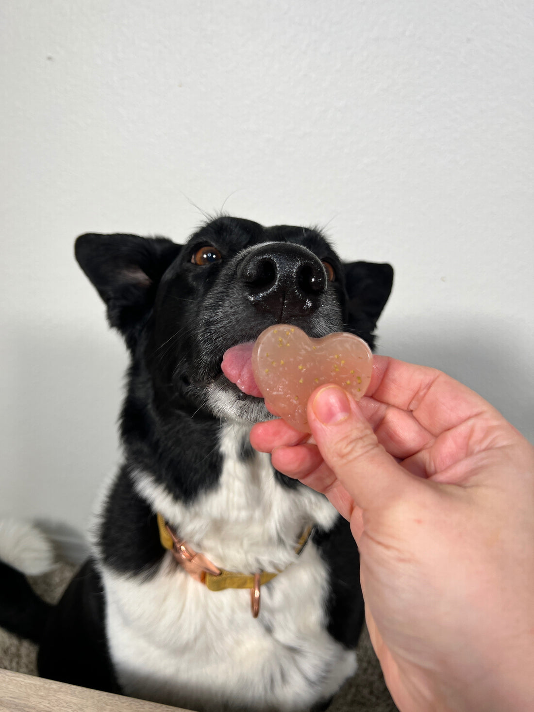 How To Make Healthy Calming Strawberry Dog Treat Gummies
